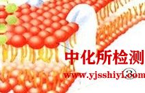 糖蛋白檢測