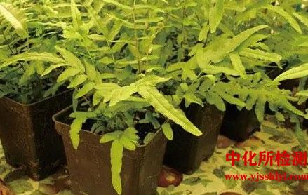 植物金屬元素檢測(cè)