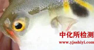 河豚檢測(cè)