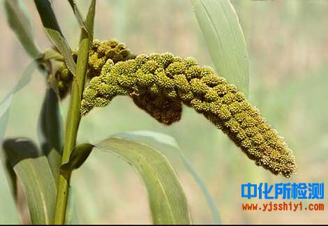 谷子檢測