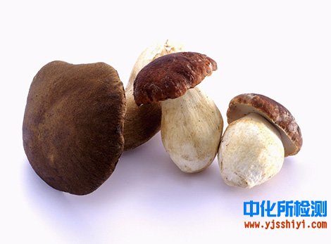牛肝菌檢測