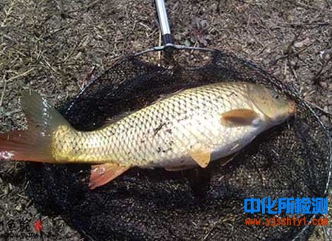鯉魚檢測