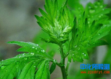 青蒿成分檢測