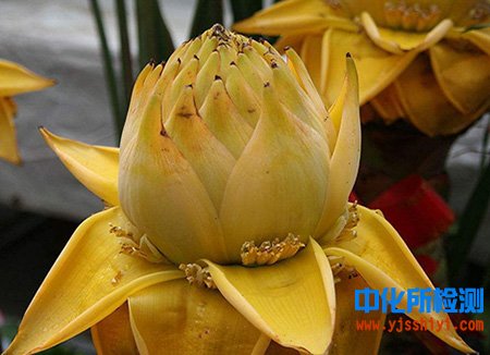 金蓮花成分檢測
