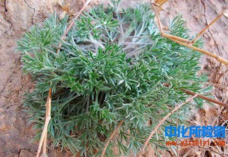 白蒿成分檢測