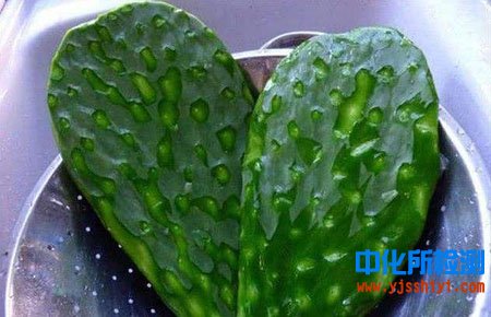 仙人掌成分檢測