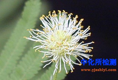 蘆竹堿檢測