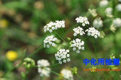 葛縷酮測(cè)定