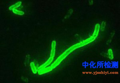 耶爾森菌檢測(cè)
