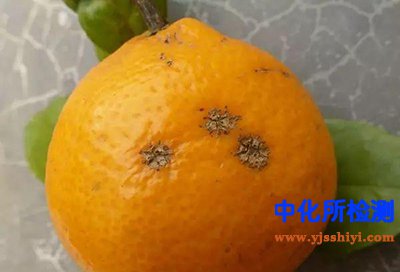 鏈格孢菌毒素測(cè)定
