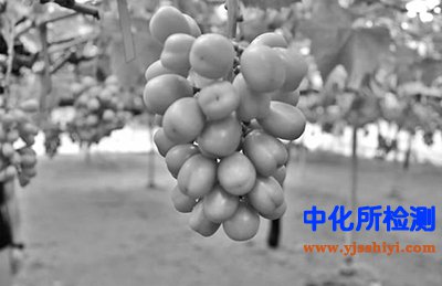 植物誘導(dǎo)素檢測