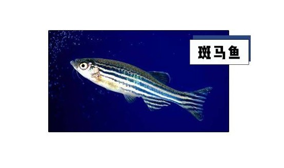 斑馬魚胚胎急性毒性檢測