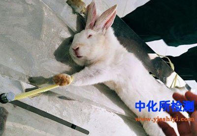 接觸性皮炎試驗(yàn)