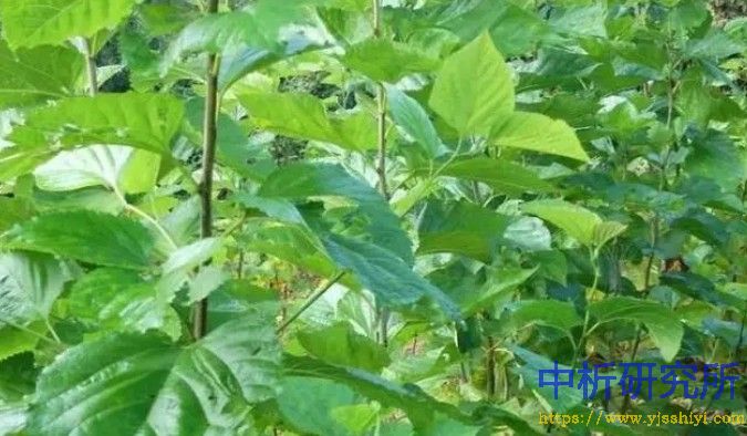 桑根酮檢測(cè)